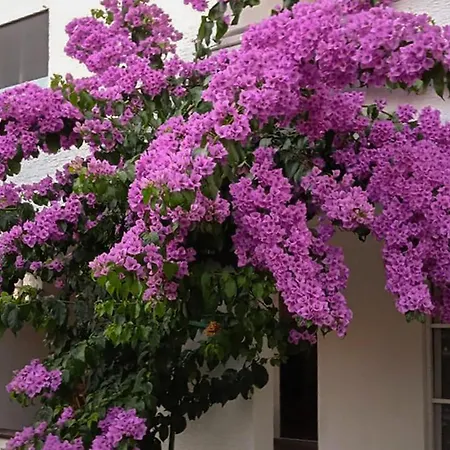 1 Bedroom Cozy In * Pirovac